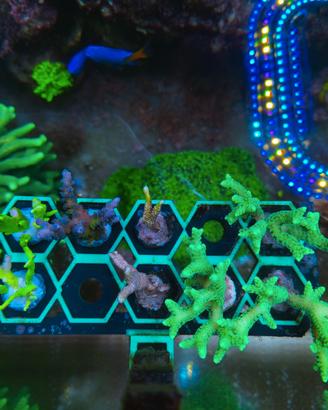 Frag sps, LPS e molli