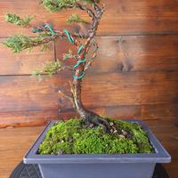 Bonsai di ginepro