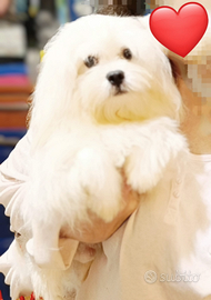 Maltese Originale Cucciolo Vaccinato