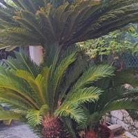 Pianta Cycas