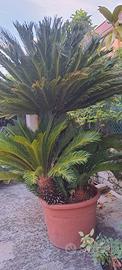 Pianta Cycas