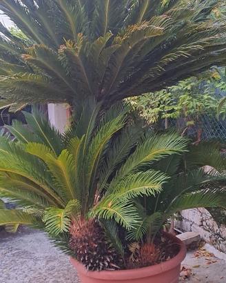 Pianta Cycas