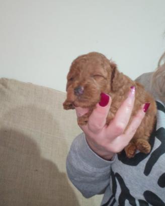 Barboncini Toy / mini Toy con pedigree