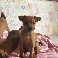 Cuccioli di Pinzcher (4)