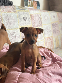 Cuccioli di Pinzcher (4)