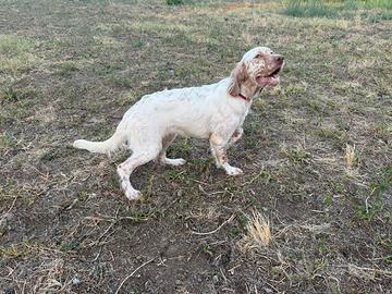 Setter inglese