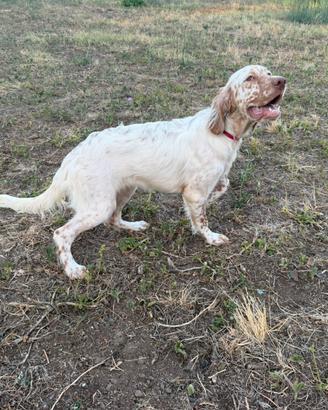 Setter inglese