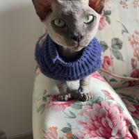 Disponibile per monta gatto maschio Sphynx