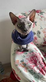 Disponibile per monta gatto maschio Sphynx