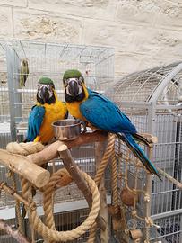 Ara ararauna da imbecco e allevate a mano