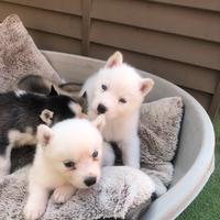 Cuccioli di siberian husky