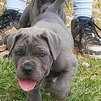 Cuccioli di cane corso