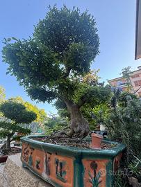 Bonsai Olmo Cinese di circa 35 anni…