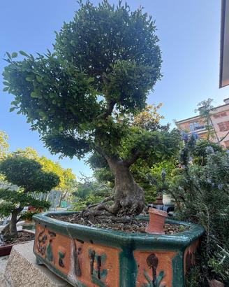 Bonsai Olmo Cinese di circa 35 anni…