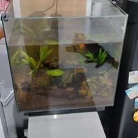 Acquario 60 l