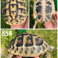 Testudo hermanni boettgeri femmina tartaruga terra