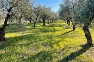 Terreno con oliveta
