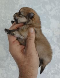 Spitz volpino pomerania