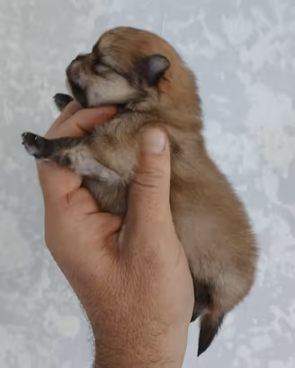 Spitz volpino pomerania