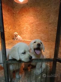 Cuccioli Labrador co pedigree