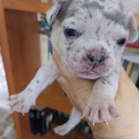 Cuccioli bulldog francese