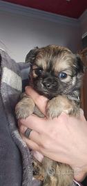 Chihuahua