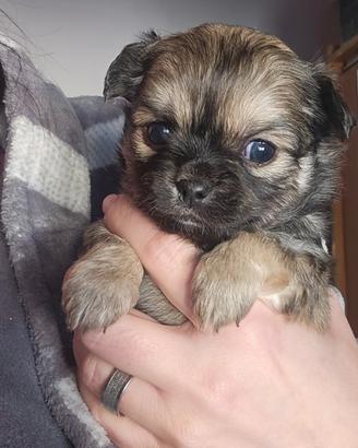 Chihuahua