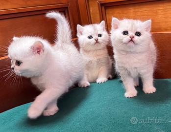British Shorthair. Gattini Scottish straight