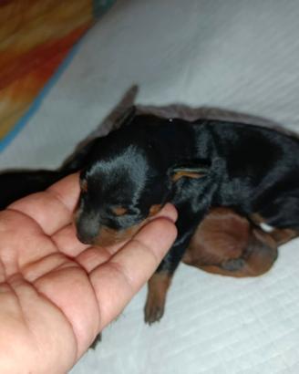 Cuccioli di Pinscher nano