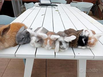 Cuccioli conigli testa di leone e d angora