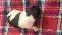 cuccioli-di-cockapoo