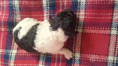 Cuccioli di cockapoo