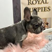 Bulldog subito pronti maschi e femmine a rate