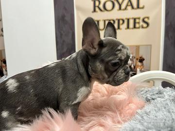 Bulldog subito pronti maschi e femmine a rate