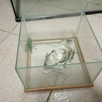 Piccola teca per pesci, piccoli anfibi...