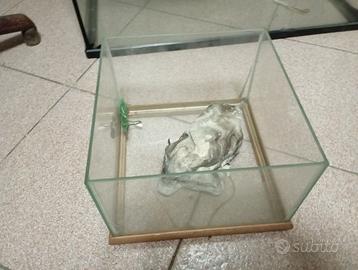 Piccola teca per pesci, piccoli anfibi...