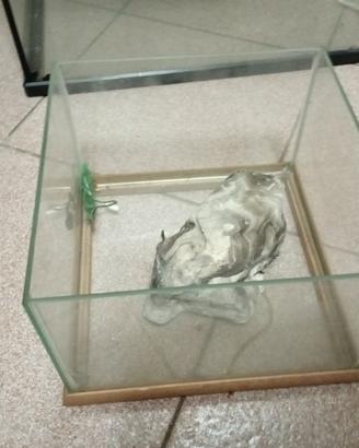 Piccola teca per pesci, piccoli anfibi...