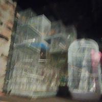 Gabbie per canarini e pappagalli.