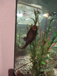 Pesci pulitori ancistrus