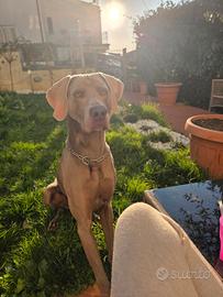 MASCHIO WEIMARANER x accoppiamento