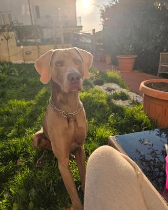 MASCHIO WEIMARANER x accoppiamento