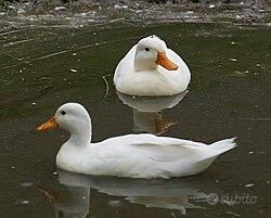 Mini anatre Call duck