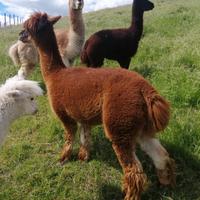 Alpaca