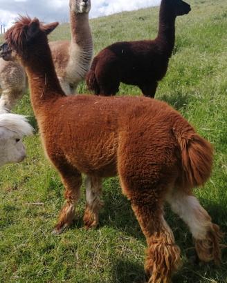 Alpaca