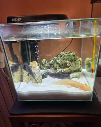 Acquario con Axolot