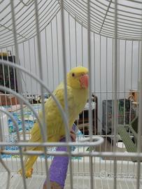 Parrochetto dal collare