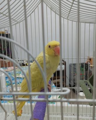 Parrochetto dal collare