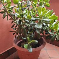 Vasi e piante di crassula da appartamento