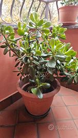 Piante di crassula ovata (albero di giada)