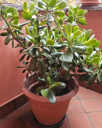 Piante di crassula ovata (albero di giada)